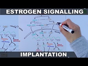 Estrogen Signalling during Implantation