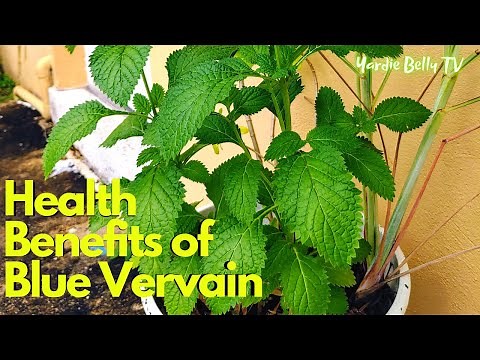 Health Benefits Of BLUE VERVAIN | VERVINE TEA BENEFITS | HELPS FIGHT INSOMNIA
