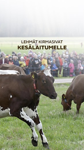 Suuri väkijoukko oli katsomassa, kun kymmenet lehmät kirmasivat kesälaitumille Helsingin Viikissä. 🤩🐄 Myös Huomenta Suomen juontaja Lorenz Backman oli paikan päällä Viikissä, jossa aurinko paistoi ja haitari soi. ☀️ – Mitä mahtaa lehmän mielessä pyöriä, Backman pohdiskeli lehmien juostessa navetasta kohti vihertävää laidunta. Navetasta laitumille kirmaavien kymmenien lehmien riemu näkyi laitumella muun muassa legendaarisena pukkihyppelynä. 👉 Lue lisää osoitteessa: https://www.mtvuutiset.fi/ar