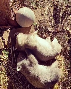 149K views · 3.4K reactions | Good morning gardeners!  Might we suggest watching these gorgeous wombats playing in the sun as a good way to start the morning. You may need to watch it a couple of times through.  by @brindabella_the_wombat #gardeningaustralia #abcmyvideo | Gardening Australia | Facebook
