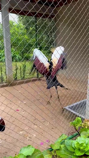 Imersão em Empreendedorismo com Oséias Gomes — 3 Dias de Crescimento