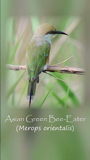This Tiny Bird's Colors Will Shock You #birds #nature #wildlife