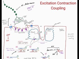 Skeletal Muscle: Excitation Contraction Coupling