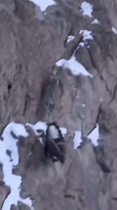 979K views · 4.9K reactions | Snow leopard attacks on Ibex .. #karakoramwonders #gilgit_heaven_on_earth #gilgitbaltistantourism #mountaineers #karakoram #ibex #himalayas #snowleopard | Mosafir | Facebook