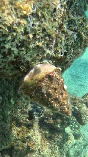 Gravity-Defying Conch 🐚 Balancing on Coral Like a Pro 🔮🌀🐡
