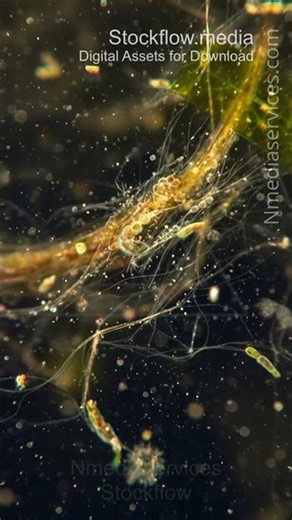 Protozoa | Underwater | Microscopic - Vertical Stock Footage