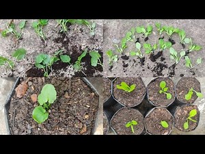 "How to Grow Double Petunia and Pansy from Seedlings | Episode 2: Winter Flower Series"