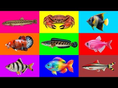 Fish: Snake head fish, Rainbow Peacock, Denison Barb, Crab, Glofish Tetra, Betta Fish, Angelfish