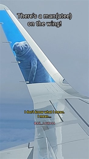 There's A Man(atee) On The Wing!