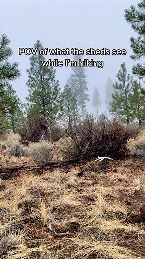 Cant even imagine how many I’ve walked by, got lucky enough to have the right angle on this one. #shedhunting #bonezone #cantfindemall #muledeer #shedseason22