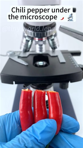 मिर्च under the microscope 🔬😱 microscope video