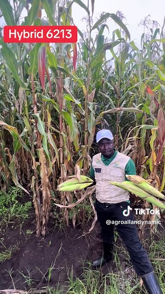 Maize Production in Kenya: A Guide for Farmers
