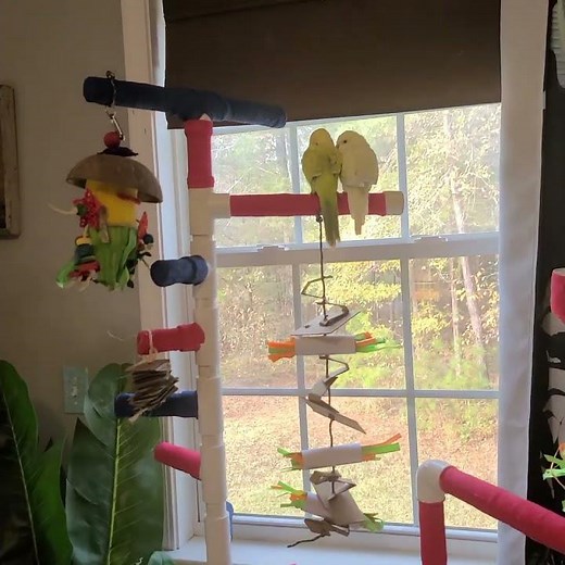 I MADE MY PARROTS A PLAYSTAND!!!