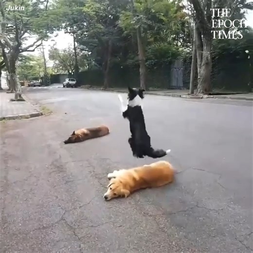 All of the dogs are pretty talented, and trained!! 🤗 Credit: Jukin Media | Bright