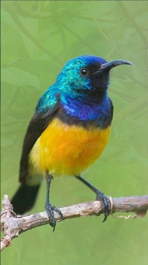 Colorful Birds Around the World – Morning Songs for Relaxation & Focus | Real Nature Sounds