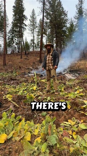 Modern “restoration” is designed to look like healing while guaranteeing the wound never closes. It’s one step forward, two steps back. It’s one photo-op forward, two ecological amputations back. Burned forest? They bring in heavy equipment to “help.” But that machinery is carrying the real catastrophe: a seed bank of Old World invasives baked into every tread, joint, and hydraulic seam. So they drag in cheatgrass, medusahead, knapweed, thistle and mullen.. a whole colonial army riding in on ste