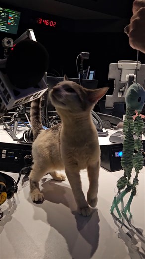 1.6K views · 12 reactions | It’s St Paw-tricks Day this weekend! RSPCA WA WA will be holding a special adoption drive. Hear the full details: https://nine.social/Bk9 | 6PR Perth | Facebook