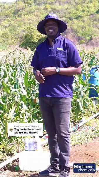 Effective CCJ Products for Controlling Corn Worms