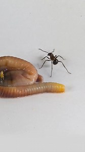 Epic Ant Meal Timelapse: Ants vs. Worm | Time Treats