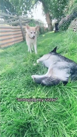 Three moods. One dramatic husky 😂🐾