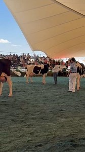 Expo ganadera aguascalientes 2025 #establos #viralvideochallenge #calf #holstein #establosdelacomarcalagunera | Establos De La Comarca Lagunera