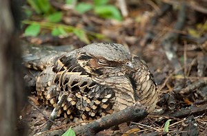 Best Birding Hotspots in South Texas