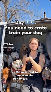 Day 1️⃣6️⃣: Crate Training Dogs 101 | MK9Plus_Dogs