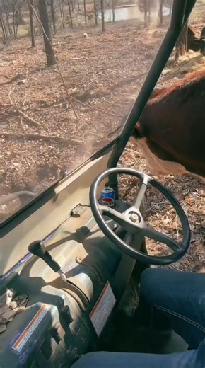 25K views · 931 reactions |  #rufusthebull #countrylife #bull #cow #family #foryou #follower #video #fbreelsvideo #fbreels | Rufus 479 Brent | Facebook