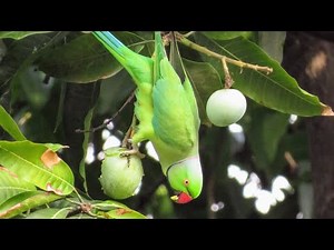 Parrots Eating Mango on Tree | Lot's of Parrots talking on Tree