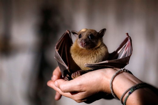 Why rising interactions between bats and humans pose major global health risks