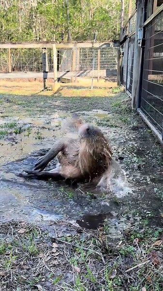 Capybara Love Cheesecake’s Mud Bath Adventures