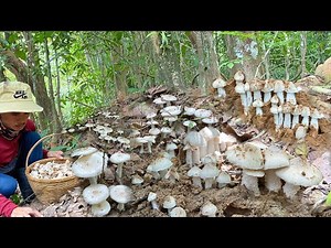 ว้ายย!!กรี้ดลั่นป่า!!อลังการงานใหญ่!!เจอเห็ดปลวกหมู่ใหญ่!!ขาวเต็มป่า สวยมากๆเก็บเต็มตะกร้า(26/04/68)