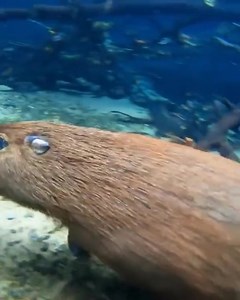 21K views · 1K reactions | Capybara running underwater | Hisao Kanno | Facebook