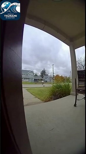 Brave Cat Fights Off Eagle (Caught on Ring Camera)