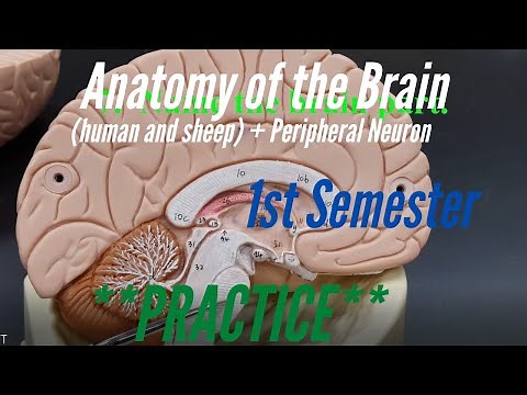 Brain Anatomy and Peripheral Neuron : Practice: 1st Semester: Human and Sheep Brains + Neurons