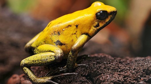 Golden Poison Dart Frog Eats Toxic Insects for Its Own Poison
