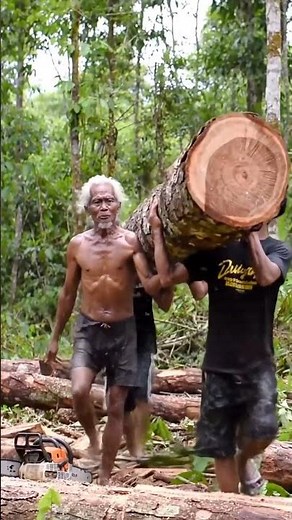 Incredible Chainsaw Skill Cutting a Monster Tree! #lumberjack#treecutting#woodworking#chainsaw