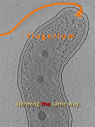 Flagellar Motor Assembly [P3] #flagellum #flagellarmotor #chemotaxis #molecularmachines