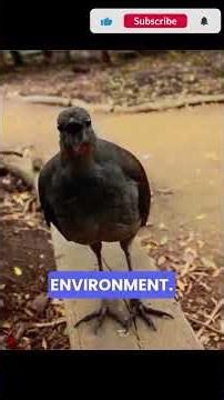 The Bird That Can Copy ANY Sound 😳. #animals #animalfacts #WildlifeFacts #Lyrebird #NatureIsAmazing