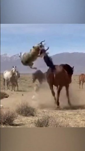 Wolves attacked a horse, but the herd returned #wolves