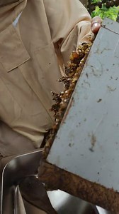 1.4M views · 10K reactions | Free tutorials unsaon Pag harvest sa dugos. #stinglessbees #bees #beekeeping | Arsulo Lumista Yandong | Facebook