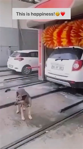 DownUnderJokes on Instagram: "This is happiness!❤️#funny #memes #jokes #comedy #hilarious #lol #funnyvideos #funnymemes #funnyjokes #australia #aussiehumor #downunder #kangaroos #outback #australianmemes #laughoutloud #humor #funnytweets #relatablememes #memehumor #sarcasm #funnyaf #instafunny #randomfunny #funnycontent #laughs #viraljokes #australianjokes #koalas"