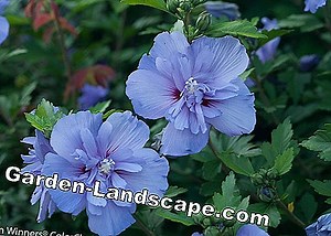 Plants: Plant And Care For The Hibiscus Hedge - My Beautiful Garden | 2025