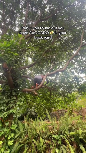 Discovering Avocado Trees in Your Backyard