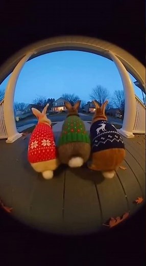Cute Bunny's Nighttime Party Highlights