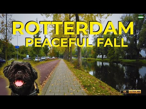 This Rotterdam Fall Walk Proves the City Has a Peaceful Side