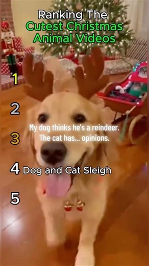 Ranking the Cutest Christmas Animal Videos