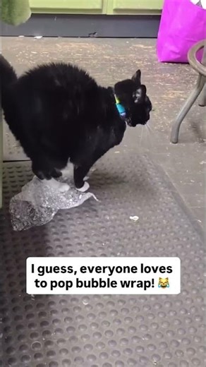 Cat popping bubble wrap😺😂