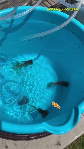 【金魚】 #金魚飼育 #アクアリウム #水槽部屋 #金魚すくい #金魚 #金魚の飼い方