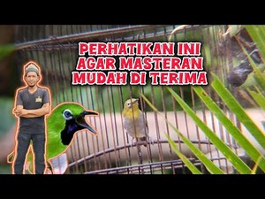 how to master pleci so that it can enter